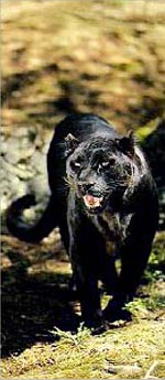 A Playfull Panther